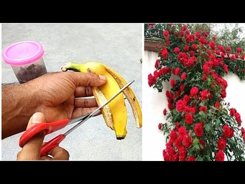 वीडियो: लघु गुलाब और मिनीफ्लोरा गुलाब के बीच अंतर जानें