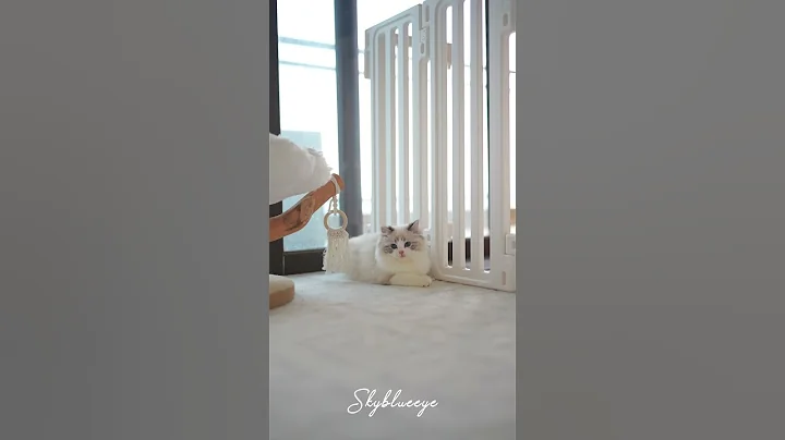 Video 9642081: lynx cat, blue eyed lynx, lynx male, cute lynx, cat kitten cutecat pets, cat baby blue eyes