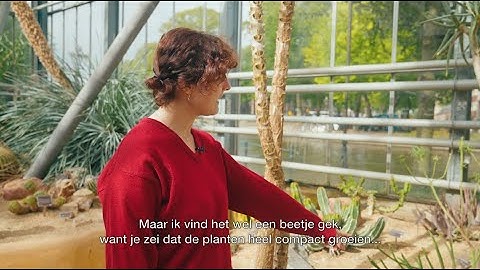 Klimaatles in de Hortus - Woestijn - Compacte groeivormen