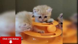 Funny Cats Compilation 10 ?