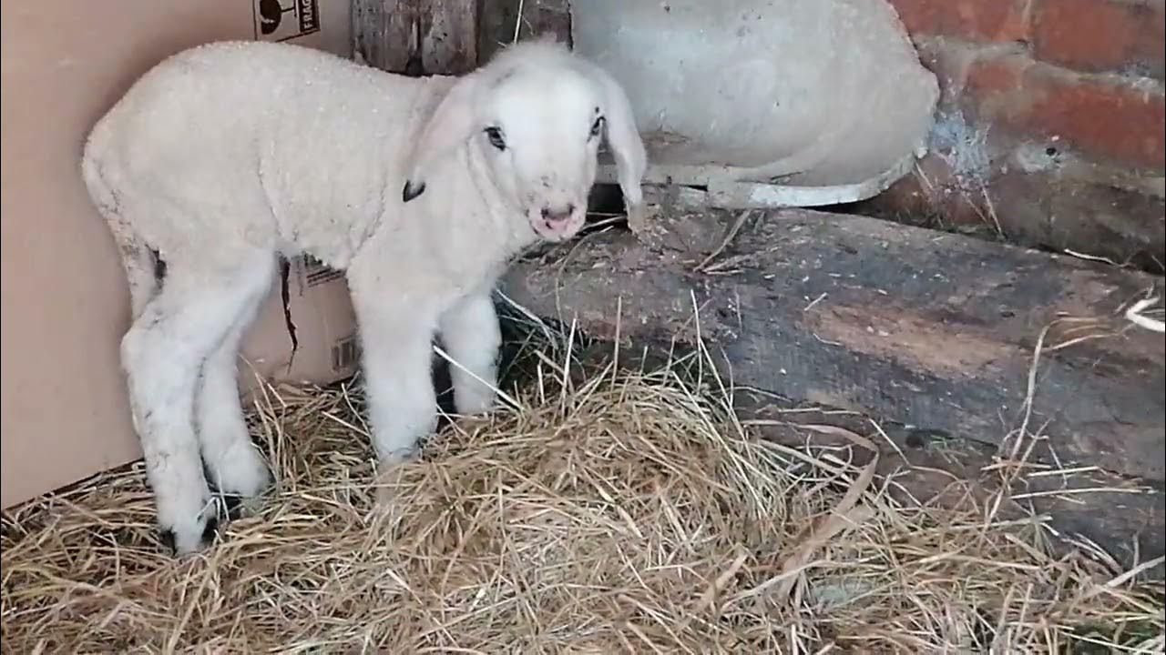 Suffolk Sheep Ewe Rejecting Lamb YouTube