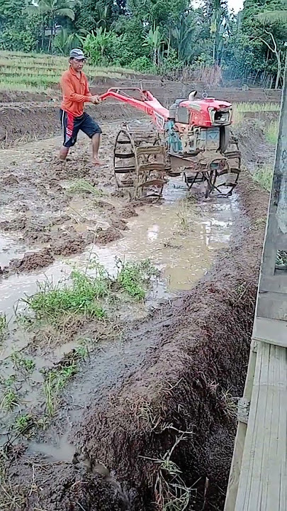 Nyingkal sawah #telaktorsawah #bajaksawah #shorts