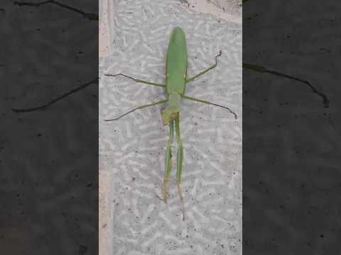 Vunja Jungu Mdudu Mwenye Uwezo Mkubwa Zaidi