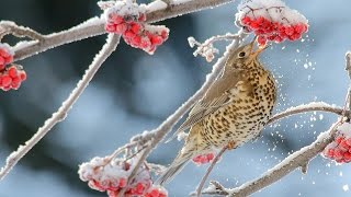 Mistle Thrush birds on a rowan tree in winter