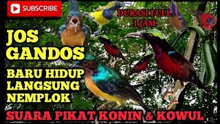 SUARA PIKAT AMPUH KONIN,KOWUL,SOGON,SEPAH RAJA DAN KOLIBRI LAINNYA.