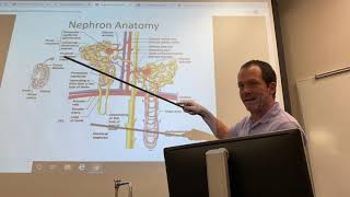 Celebrity 2402 Lecture Ch 25 Urinary System Profile