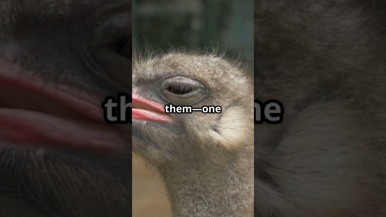 Ostrich Facts You Didn't Know!