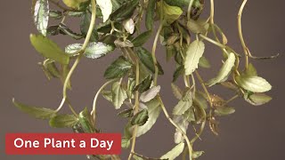 Pellionia / Procris repens (Polynesian Ivy) Houseplant Care—91 of 365
