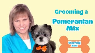 GROOMING a POMERANIAN mix in a SHORT but not too SHORT haircut. A Pomeranian Shih Tzu mix.