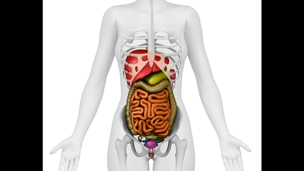 Висцеральный скелет. Органы брюшной полости у женщин. Висцеральный скелет человека. Анатомия девушки органы. Висцерал Ситус.