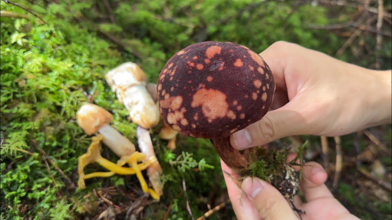 亜高山きのこ狩り　憧れのオオキノボリイグチ　ショウゲンジ　チャナメツムタケなど