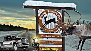 COMO LLEGAR A RUNNING REINDEER RANCH 🦌desde Fairbanks #fairbanks #alaska #manejar YoViendoPaisajes