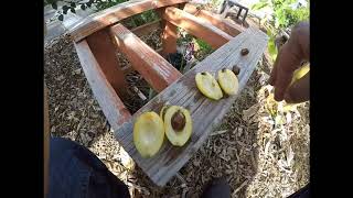 Champagne loquat tree, cutting open fruit + gold nugget and vista white loquats