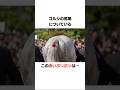 ゴールドシップの面白い雑学2#競馬 #shorts