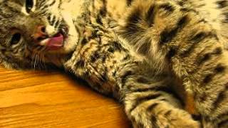 Listen to the purr of a wild bobcat