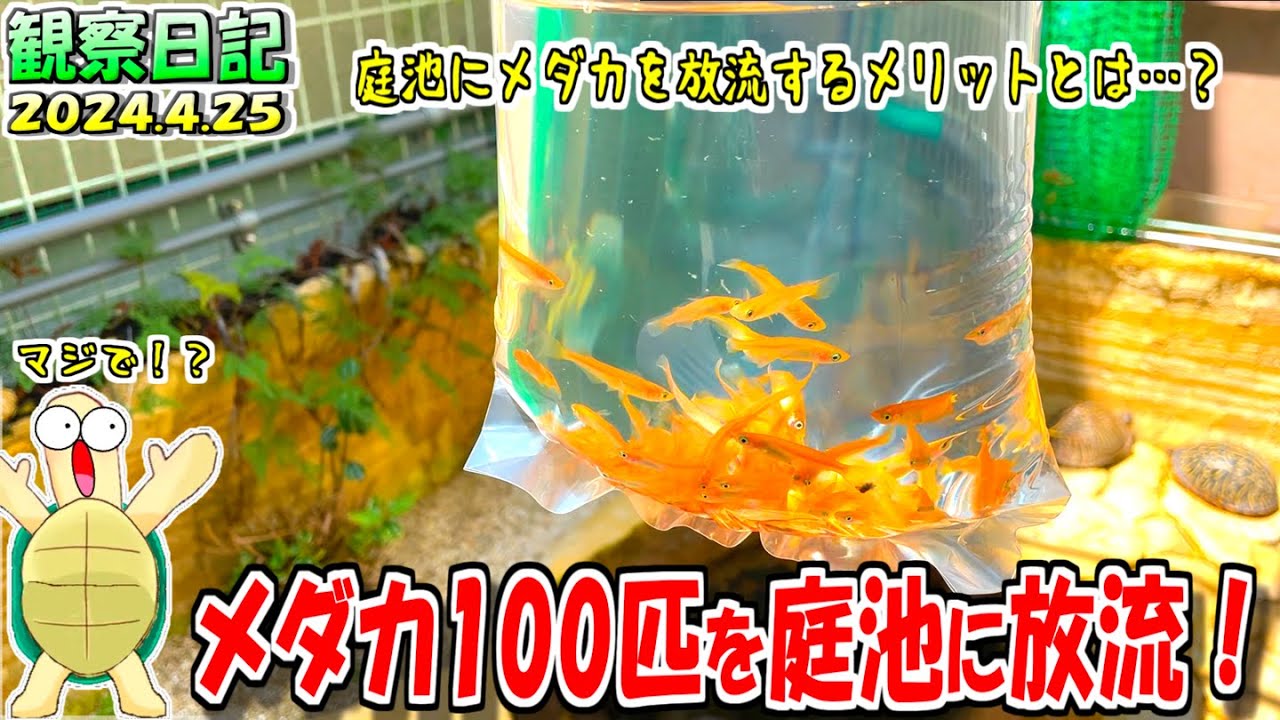 選外メダカ　100匹 亀日記】メダカ100匹を庭池に放流したら…【屋外飼育】 - YouTube