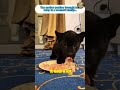 The small black panther was raised by a kind-hearted couple.  #animals #wildliferescue #panther