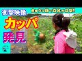 【衝撃映像】カッパ発見