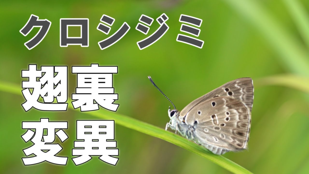 クロシジミ 翅裏模様の個体変異 4k Gray Pointed Pierrot The Individual Variation Of Pattern Youtube