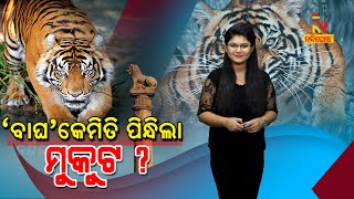 How Tiger Snatched Lions National Animal Status  Nandighoshatv
