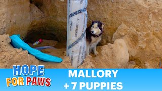 Abandoned Husky and puppies rescued just in time!