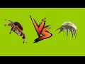 Acariens vs phidippus