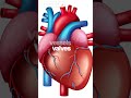Insaan Ka Dil Replace Kaise Hota Hai? ❤️ Heart Transplant Surgery Explained#shorts