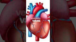 Insaan Ka Dil Replace Kaise Hota Hai? ❤️ Heart Transplant Surgery Explained#shorts