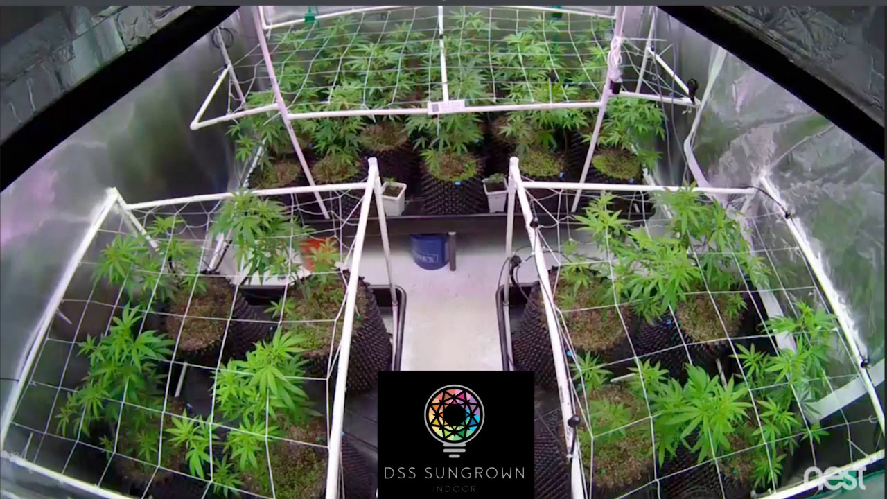 DSS SunGrown Indoor - Full Flower Timelapse - Fleurish Farms Ship