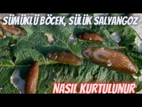 Sümüklü Böceklerden . Sülüklerden Nasil kutulunur Cözüm burada