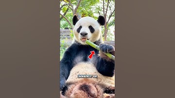 Wait… Pandas Are Actually Carnivores?!
