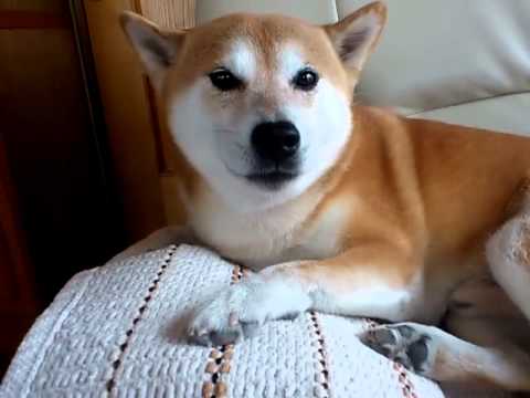 犬の鳴き声 Youtube