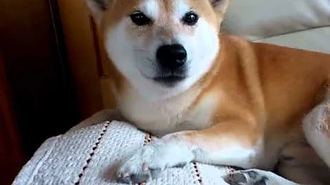 犬猫の鳴き声 Mp3 犬猫の鳴き声 Mp3