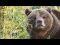 Мансуркин нос уже чует приближение зимы🐻🐽