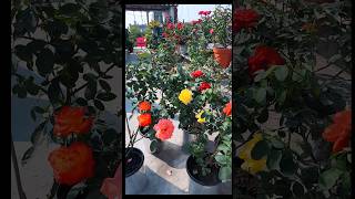 Rose Collection  Colours Of Roses  Beautiful Garden  rose flowers garden