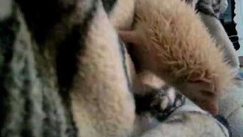 Video0021.mp4
