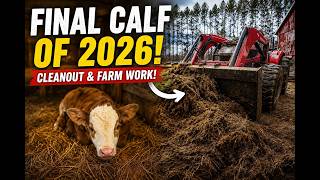 Calving 2026 is OFFICIALLY DONE! Final Simmental Bull Calf Arrives
