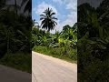 Thailand weather report Mar.29-30, 2025, The Jungle, KOH SAMUI #kohsamui #Thailand