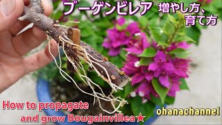 How to propagate and grow Bougainvillea! - YouTube