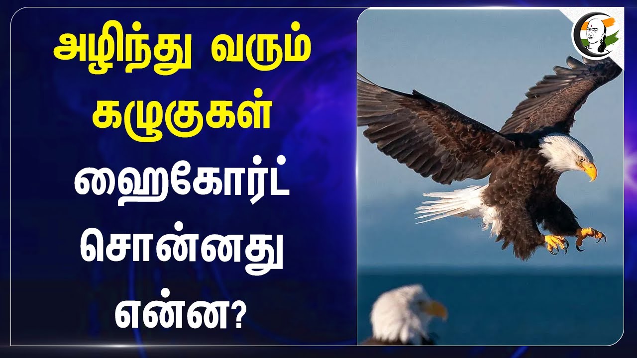 அழிந்து வரும் கழுகுகள் | Nimuslide | Flunixin | Carprofen | Eagle | Madras Highcourt