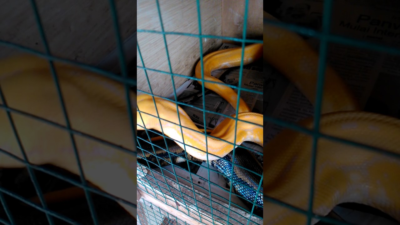 Manusia Kawin Ular kawin sama manusia YouTube Manusia Kawin Ular kawin sama manusia YouTube