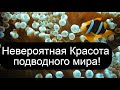 ♫ Релакс! Сказочное Великолепие подводного мира! Нежная музыка для расслабления и снятия усталости