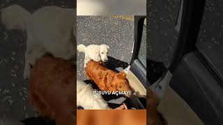 Üç Köpekle Karşılaştıktan Sonra Pizza Kuryesinin Başına Ne Geldi?