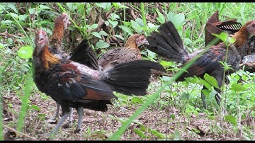 me nyuam qaib dib pom 1