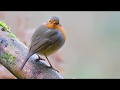 European robin erithacus rubecula rudzik raszka