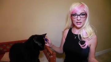 How to Teach Your Cat to High Five!
