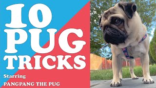 How to Train A Pug at Home 😲 Dog Training Secrets for a Pug Puppy