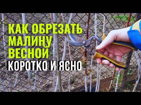 Как обрезать малину весной, КОРОТКО И ЯСНО. Обрезка малины весной, правильная обрезка малины.