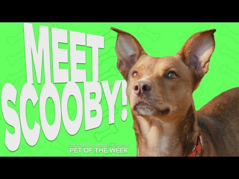 Video: Adopsable Pet of the Week - Polly