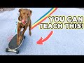 EASY DOG SKATEBOARDING TIPS 🐶 Literally anyone can train this way!!!